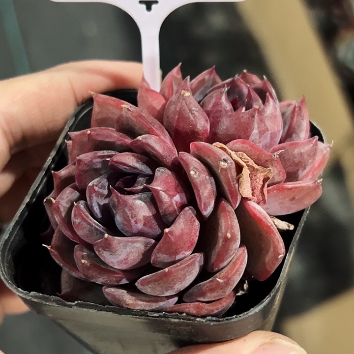 用***720036号 多头蓝莓。 