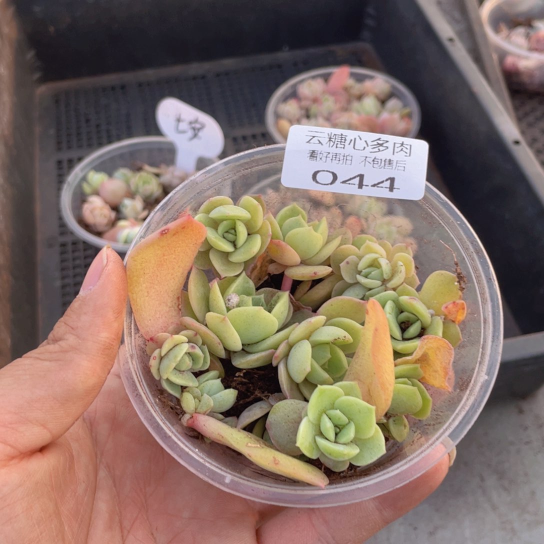 云糖心多肉植物44