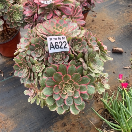 622粉花妖不包断枝