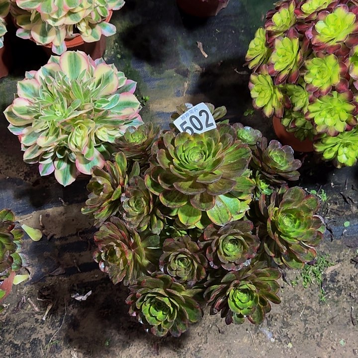 ?0000000000000502斑斓