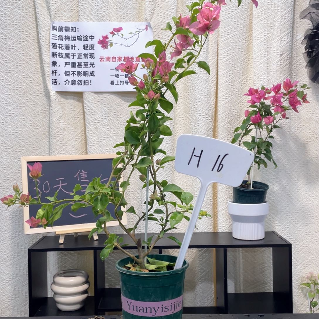 临***凤大量花朵（建议范围：8朵-15朵 或40%以上）卡亚塔H16