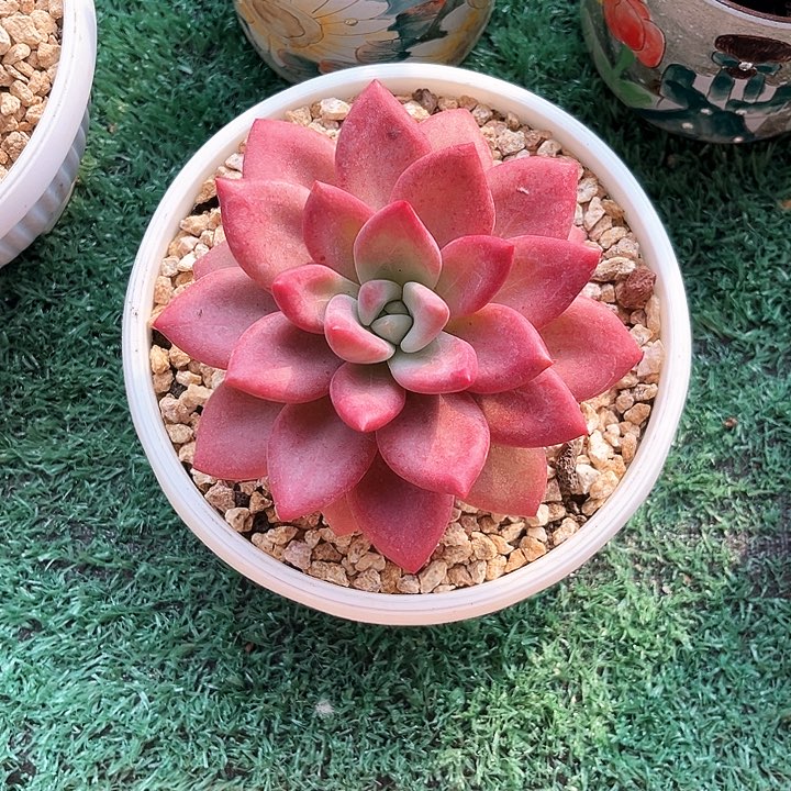 贺菲12号码牌子的话题