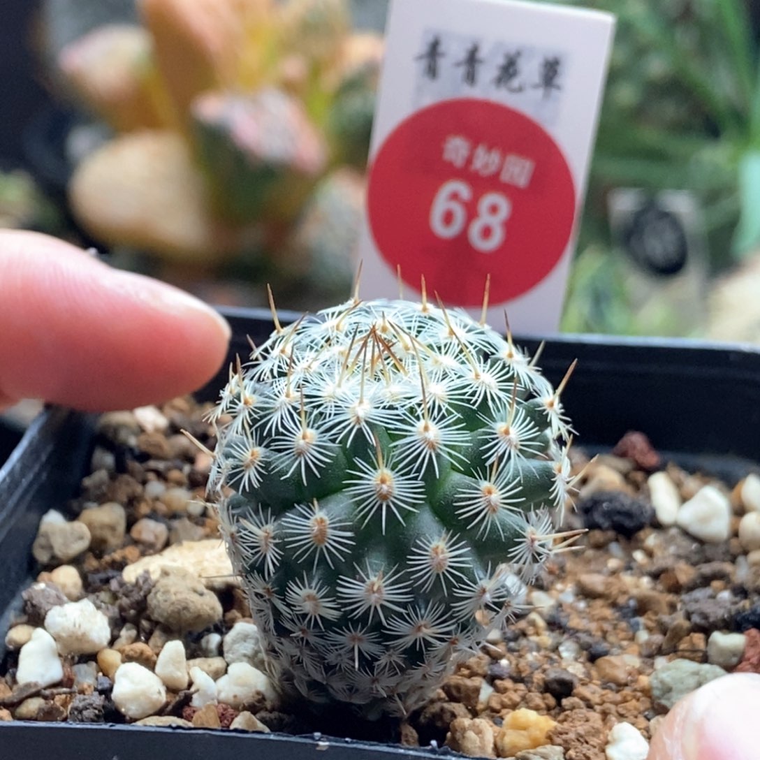 实生北境娇丽2.5cm