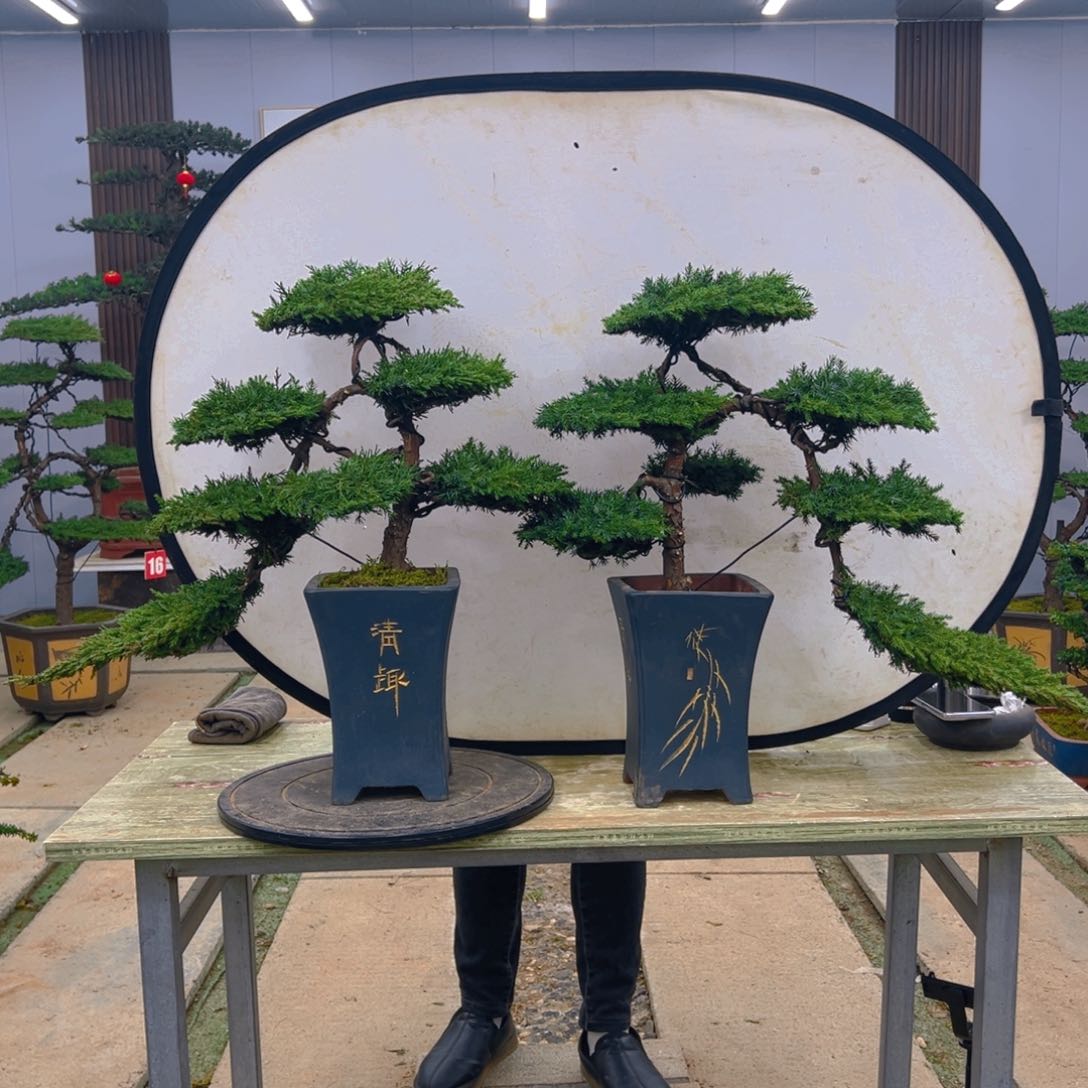 盆景龙爪松造型盆景