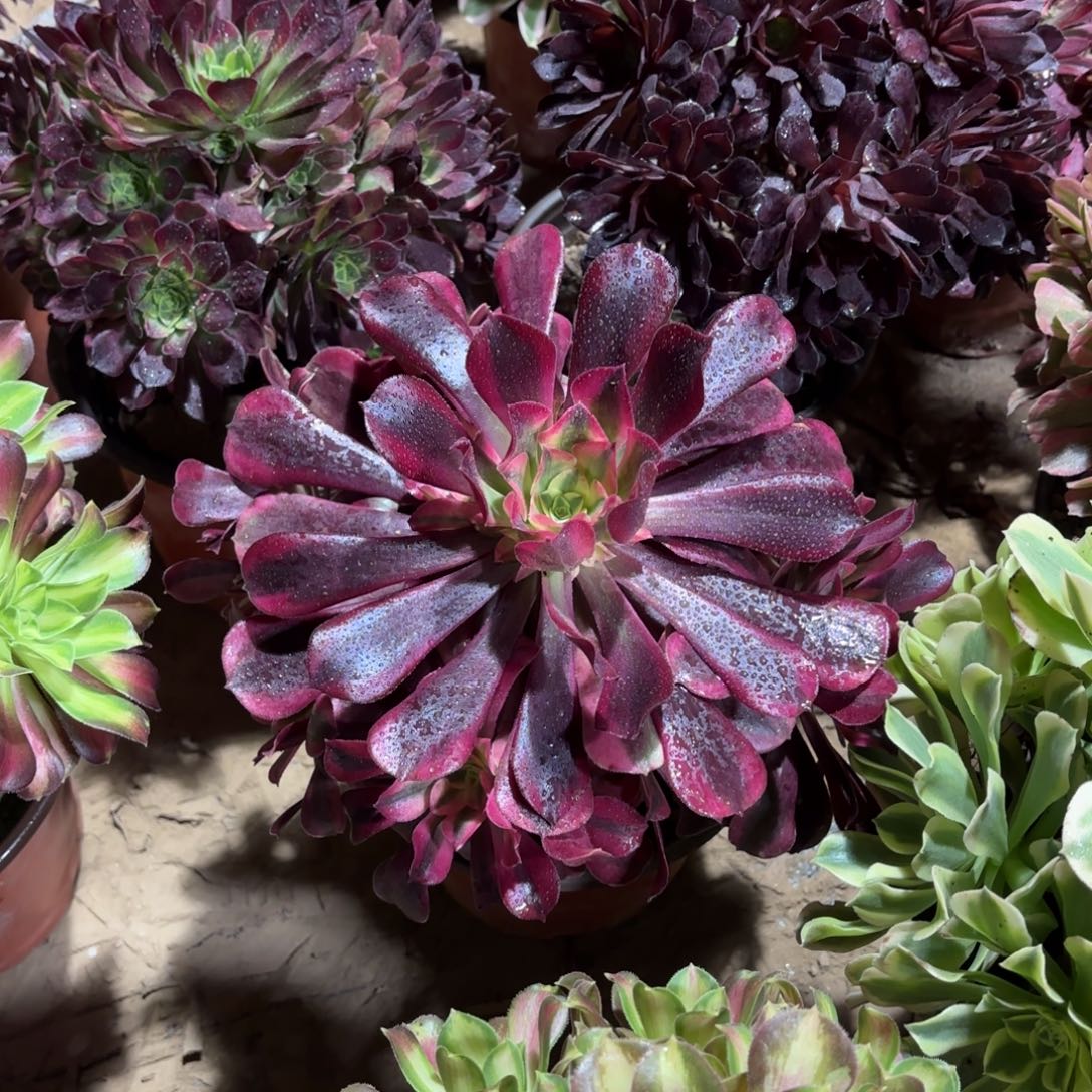 美杜莎手捧9.9多肉植物