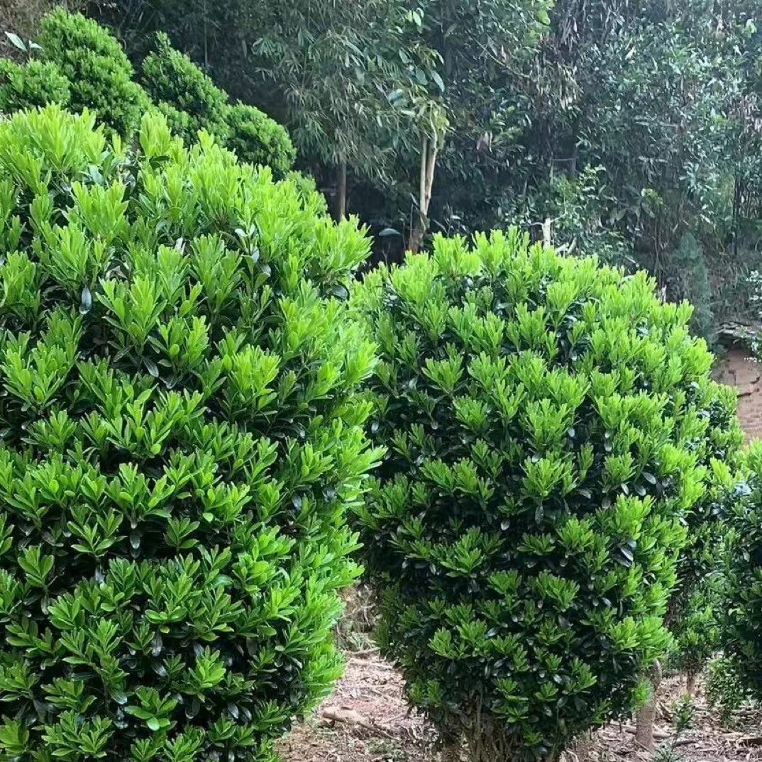 （小叶）小叶雀舌黄杨树，一物一拍，自家场地现挖现发。