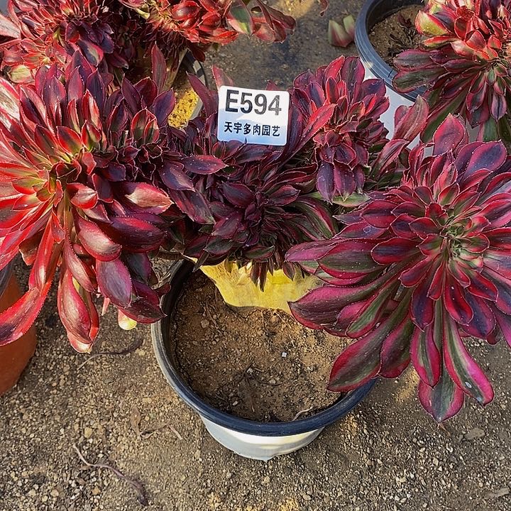 多肉香奈儿缀594多肉