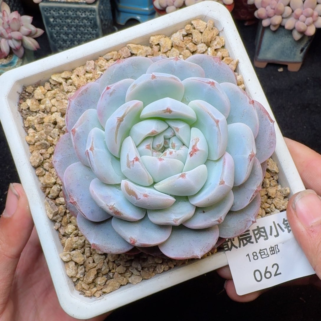 多肉植物  062  冰玉变异