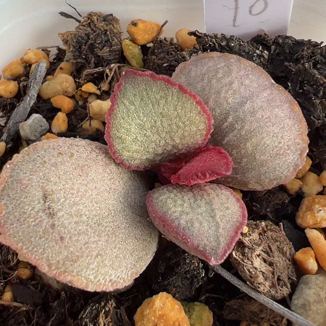 妖姬公爵夫人大苗多肉植物