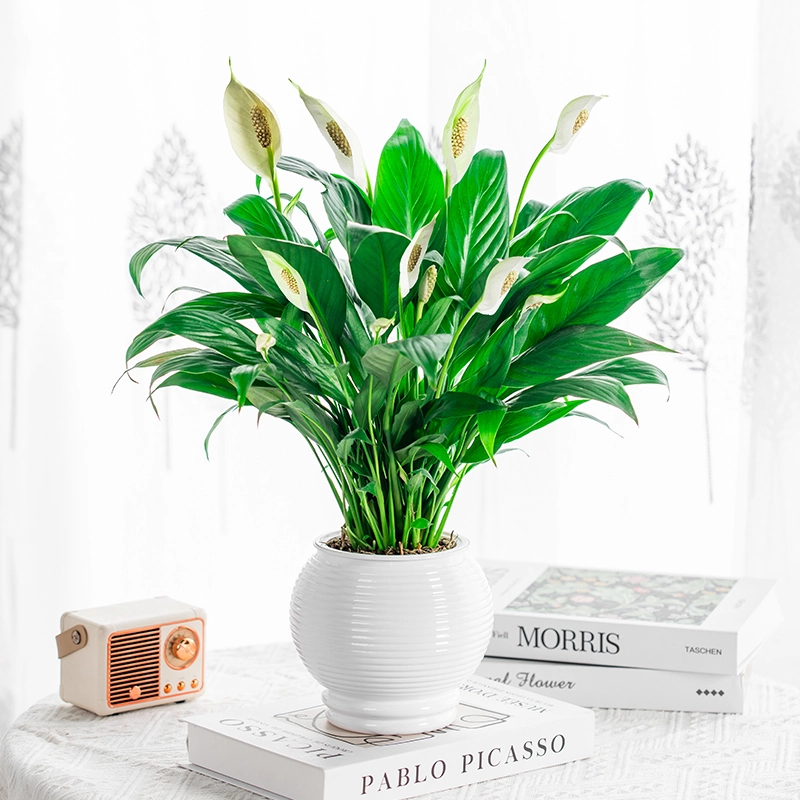 【一帆风顺白掌盆栽】1-2朵带花苞水培室内植物基地直发送肥料花盆