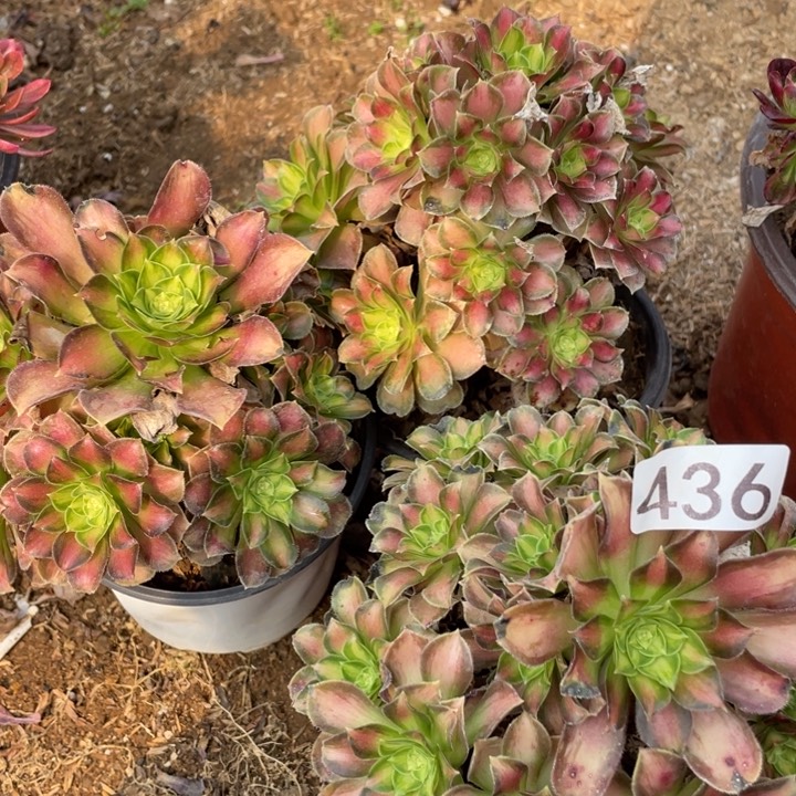 436多肉植物韶华3棵组合