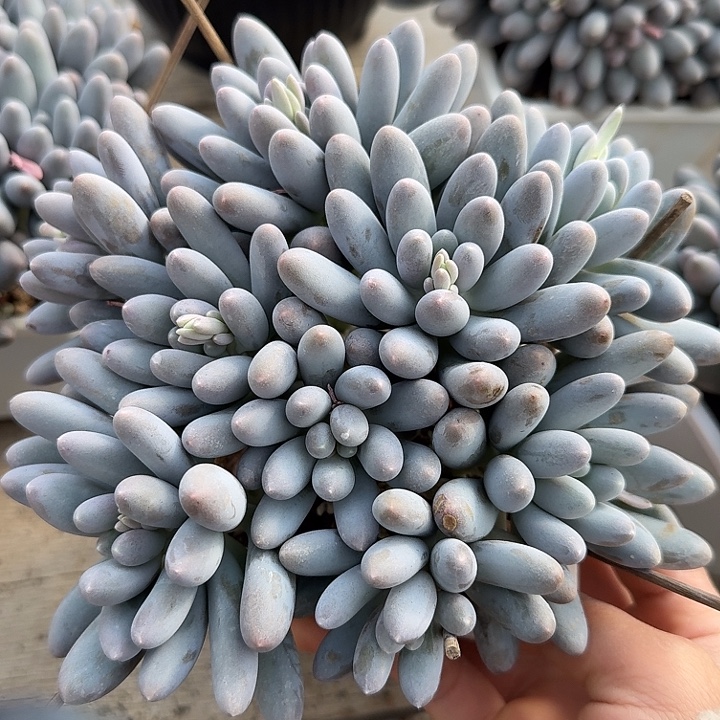 汤圆多肉植物的生长