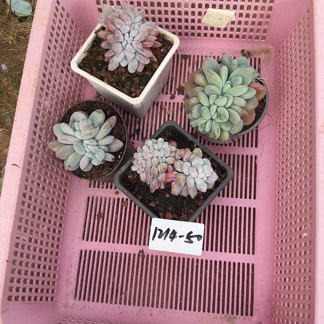 唯***e1214-50随机四颗多肉组合