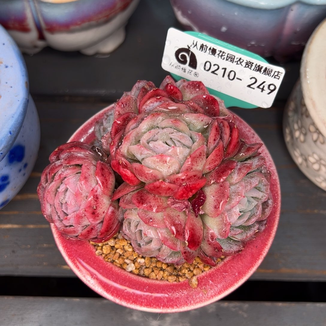 从前慢多肉精选编号0210.249