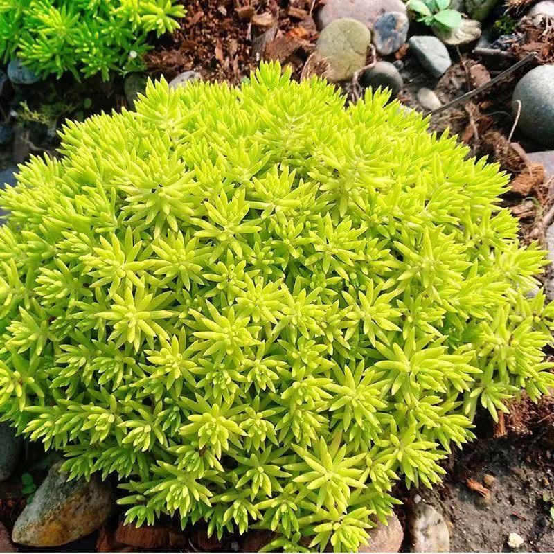 [金叶佛甲草/11cm盆]黄金条多年生耐寒耐旱庭院盆栽地栽花镜植物