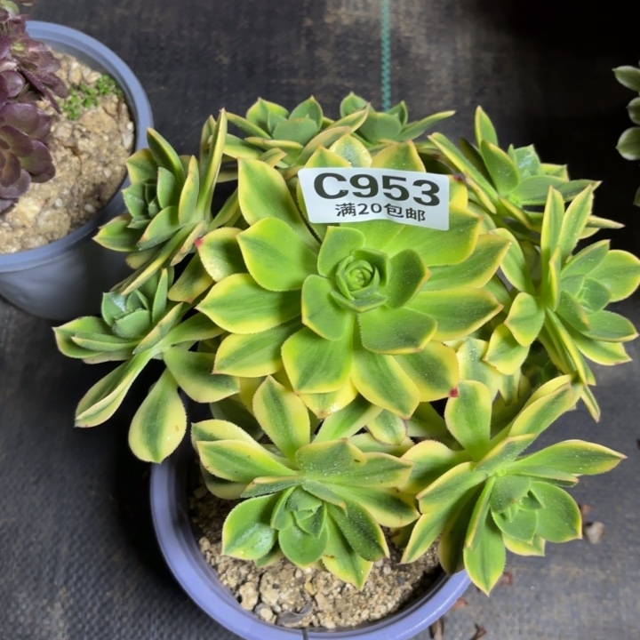 瑞妈一物一拍953