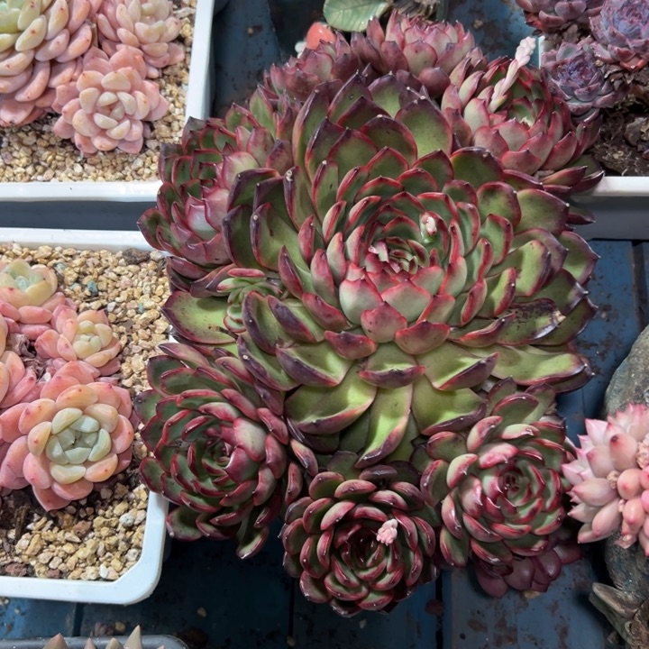 简***己精品多肉植物老桩青鸾大群