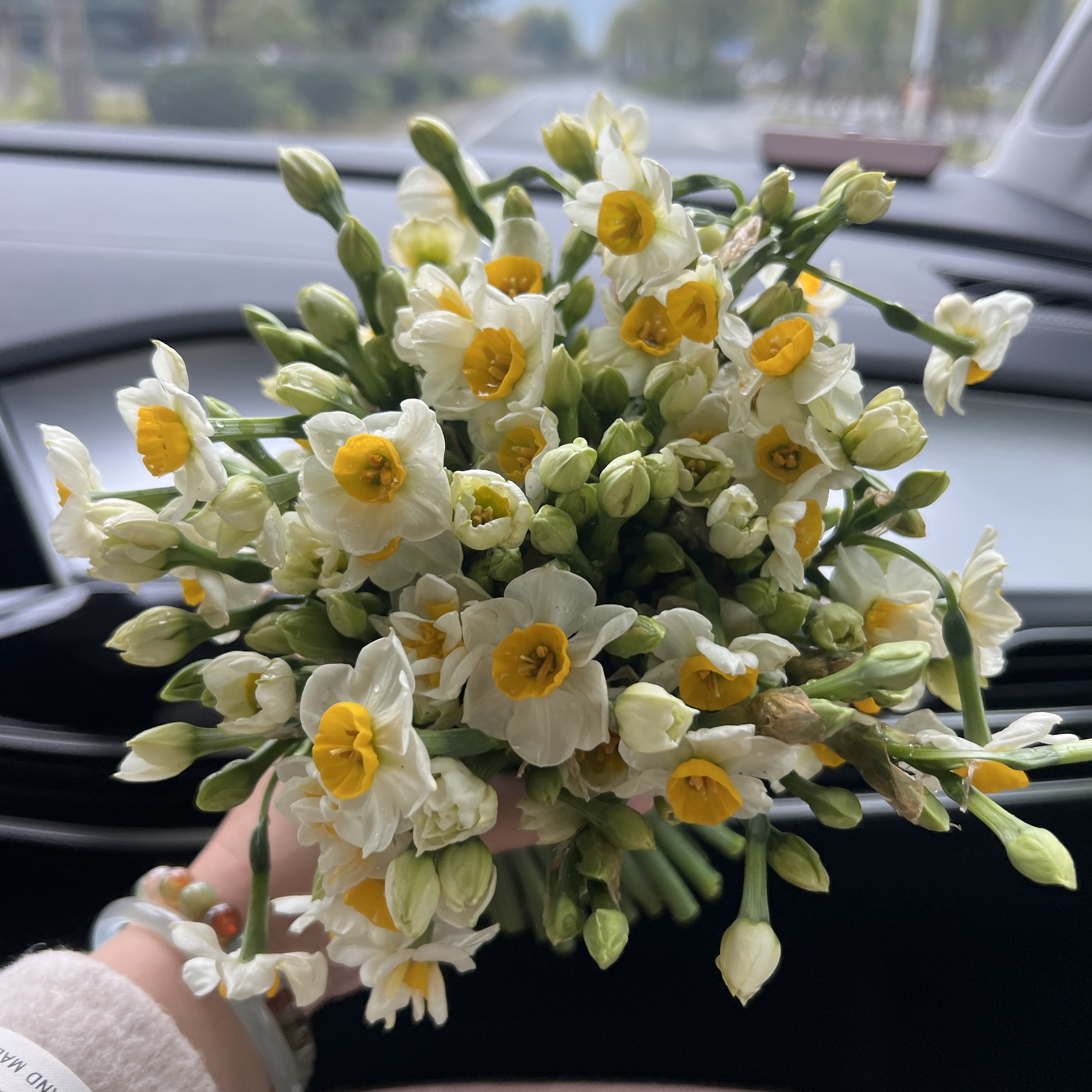 （现摘鲜切）漳州水仙花鲜切花枝耐寒浓香室内阳台水培花卉