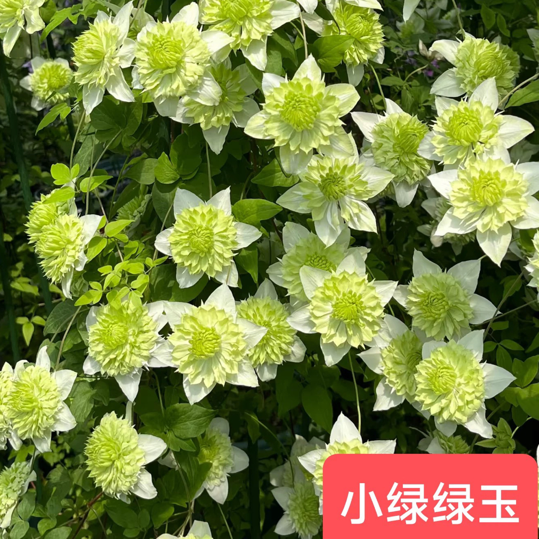 小绿重瓣F系丰花铁线莲