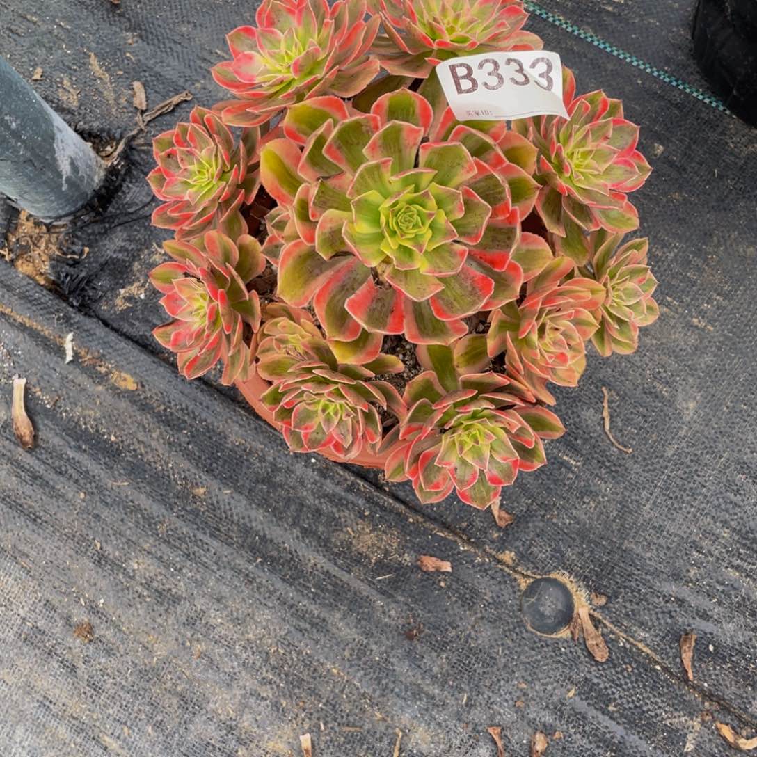 云荷多肉法师植物333