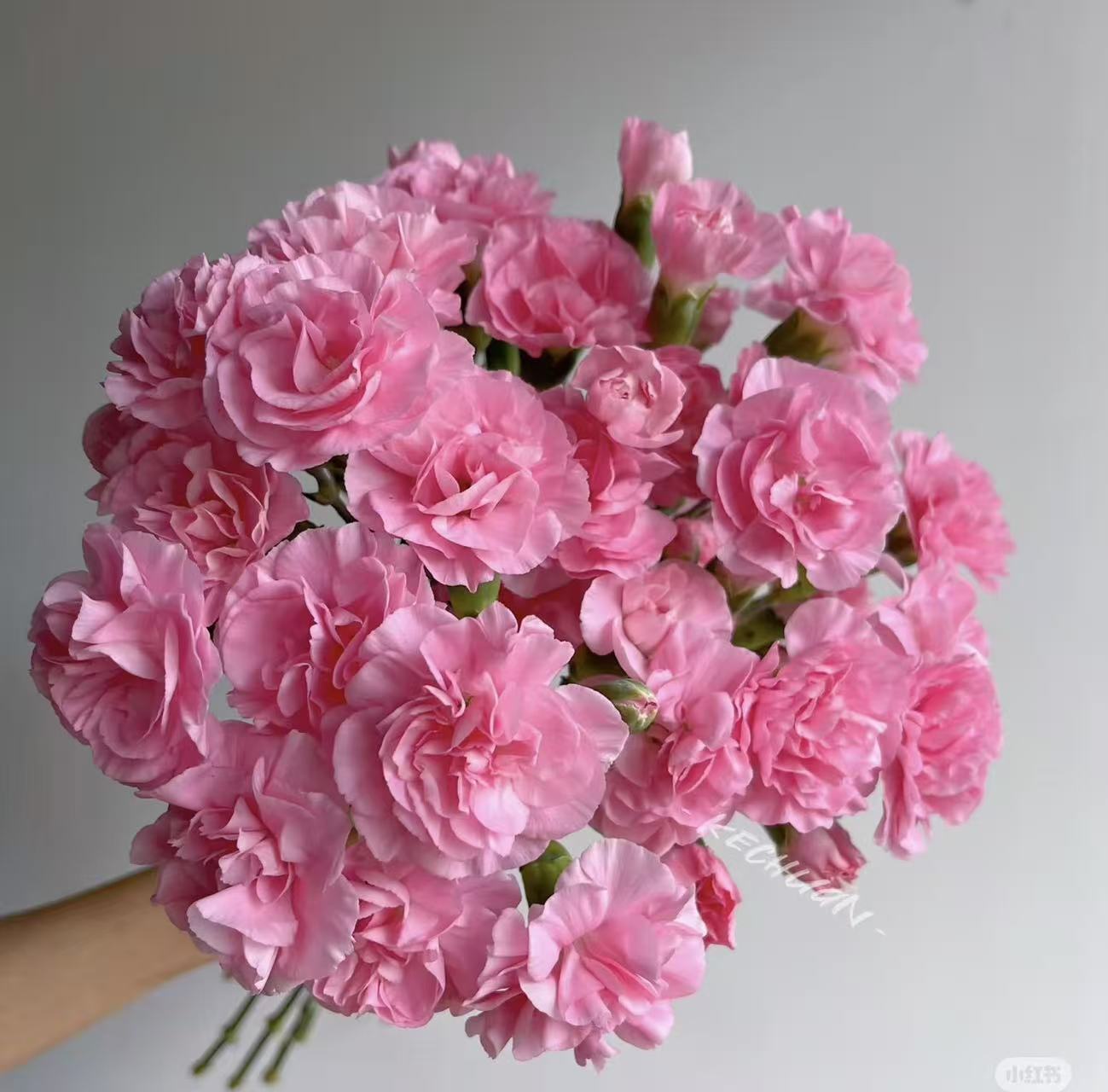 【珍珠粉多头康乃馨  20支 】任意2单升级顺丰冷链/德邦空运