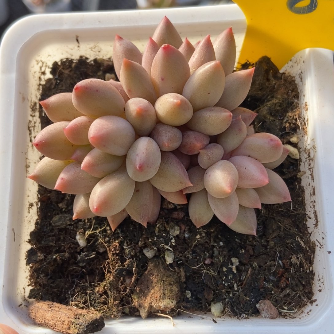 882车厘子多肉植物保护