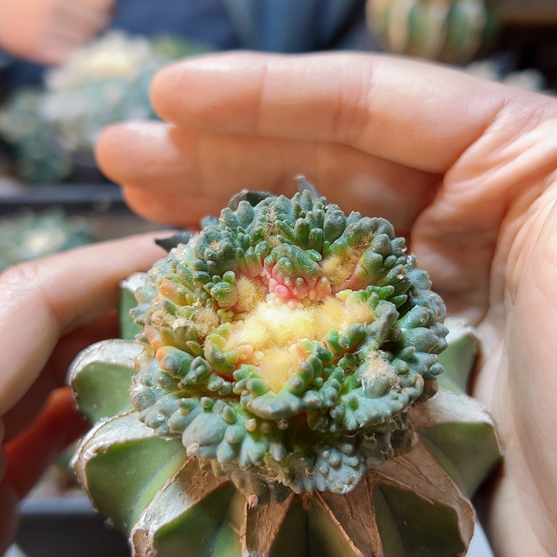 晚19号炸尤哥斯带锦6.3公分草球