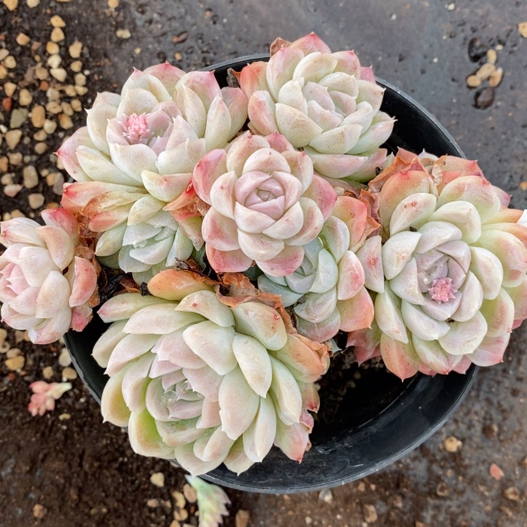 7201杂交多肉老桩