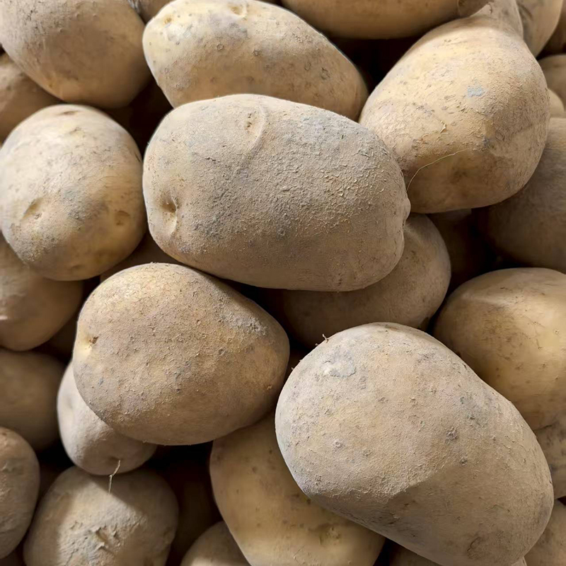 新鲜土豆洋芋贵州农村高山梯田无污染农民种老家味道产地包邮直发