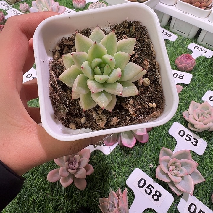 幽鬼锦多肉植物一物一拍