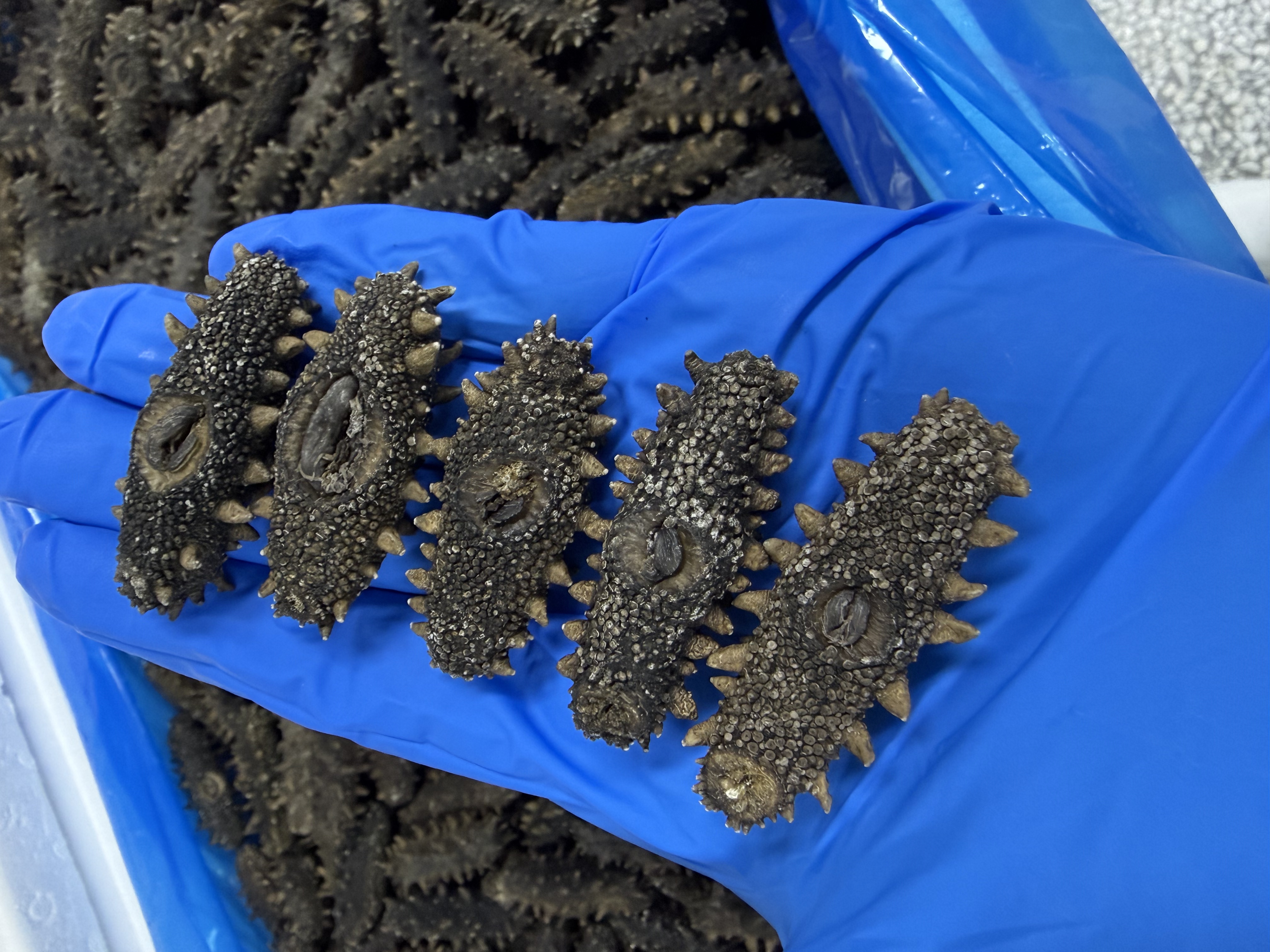 大连纯淡干海参80-90只/500g 洁净深海30米底播 玛蚁岛 滋补佳品