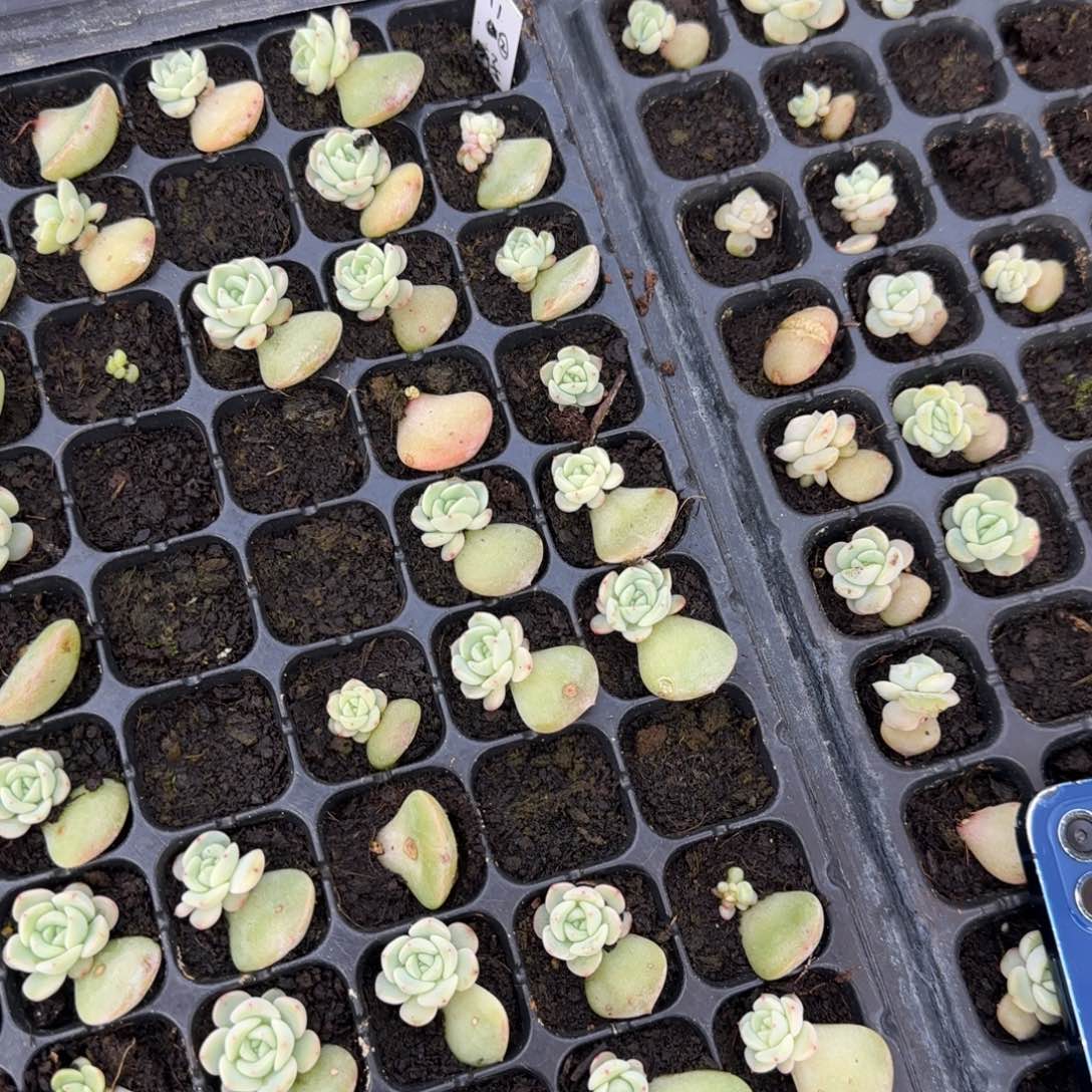 玄子t1 穴3个满25包邮