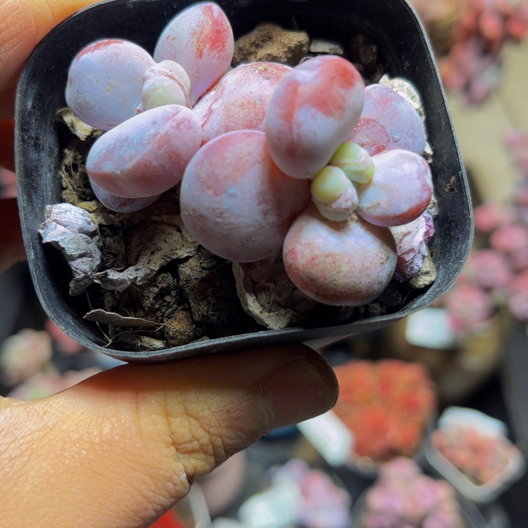 1079雪美人5厘米多肉