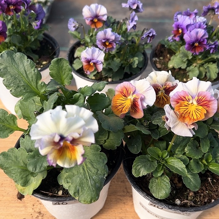 水晶抖音直播闪拍46