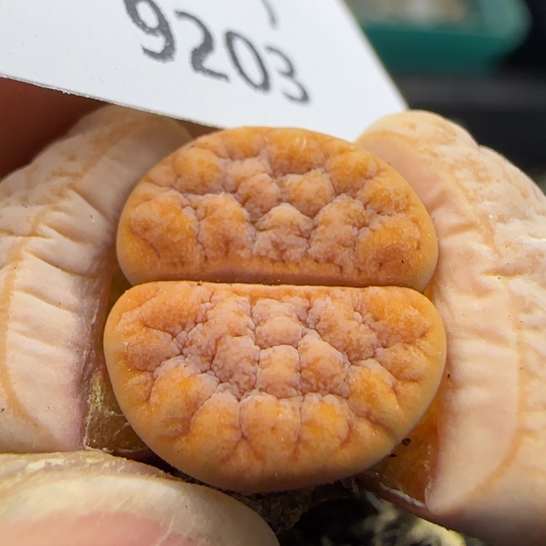 9203。默认脱土。18包邮。偏远88包邮