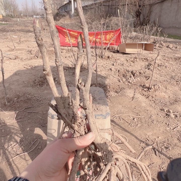 当前无花栽培后可以开花岛津红，黑夫人