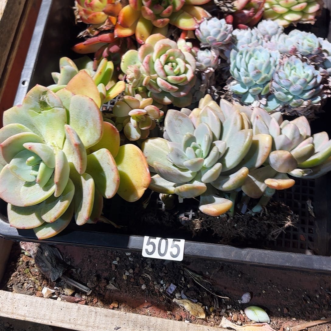 多肉植物宽排505号