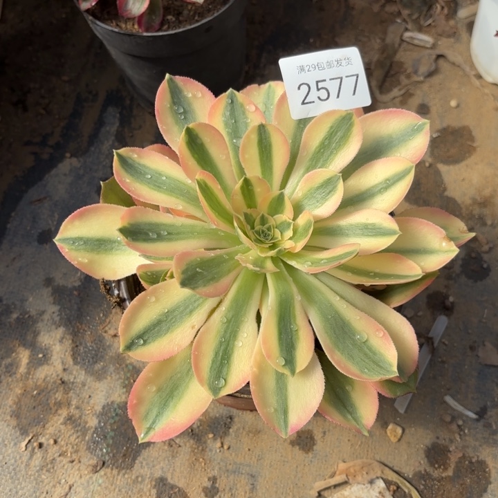 香妃多肉法师2577