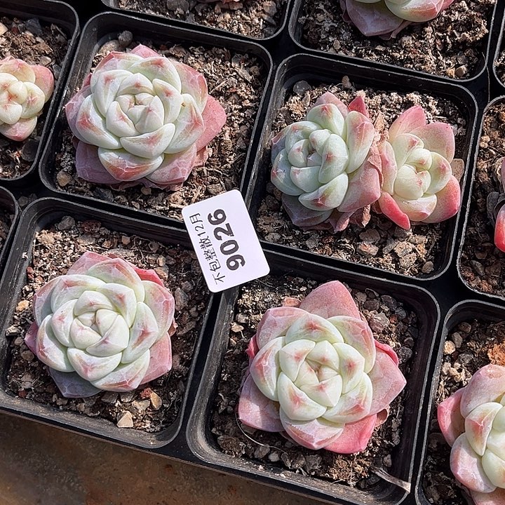 阿雅园艺。        9026