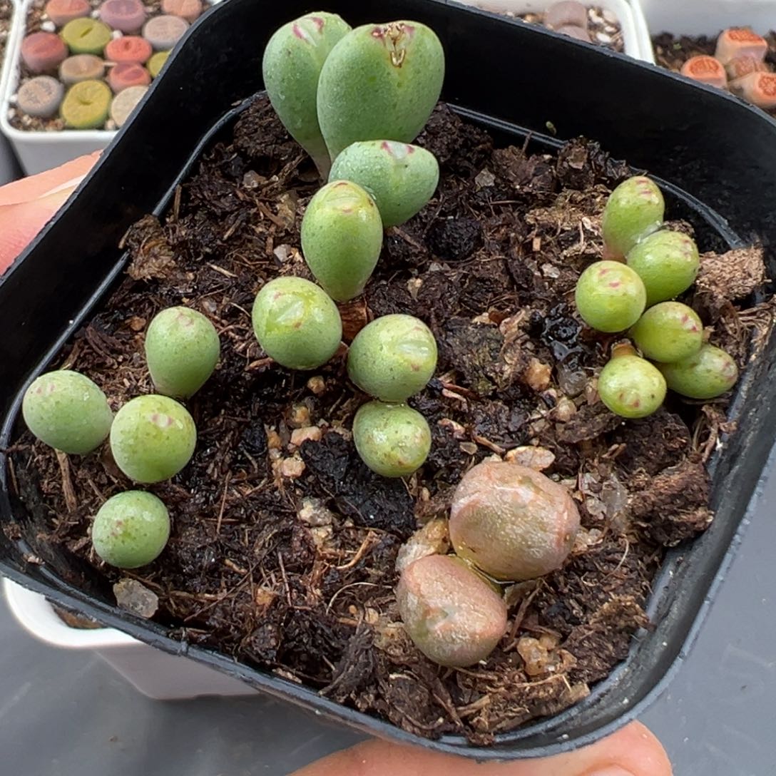 1.20好看的多肉592