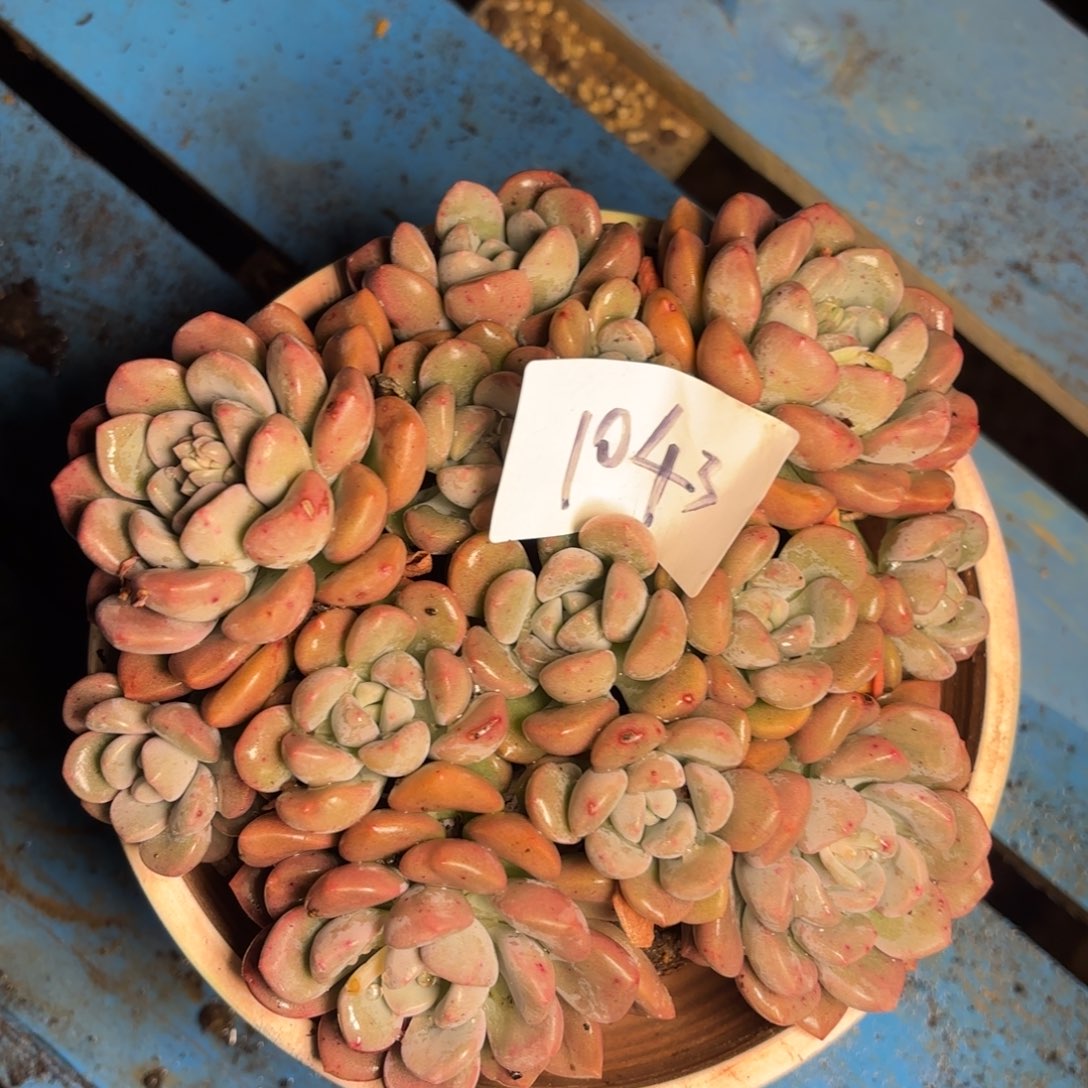 1043白露多肉植物