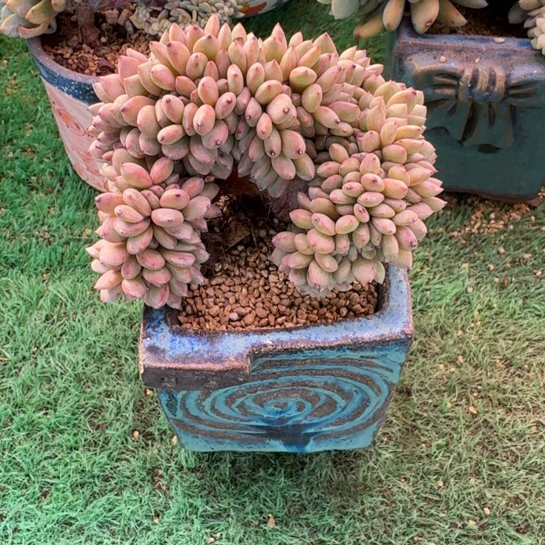 凌雪树缀无砍多肉