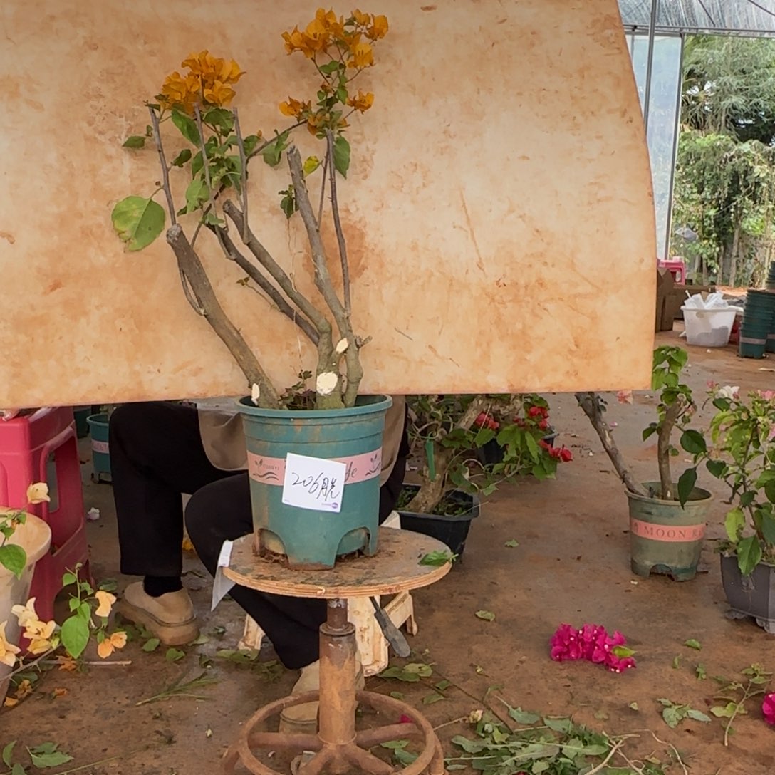 大部分花苞少量开放柠檬黄 206脱