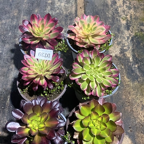 739法师多肉法师6颗