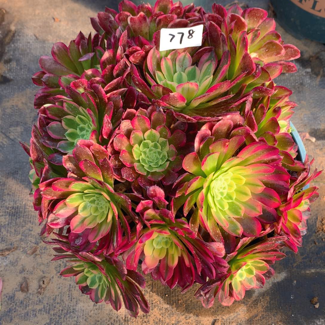 778朝霞锦丛林朵朵