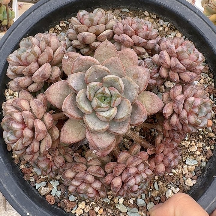 葡萄多肉植物多少苦