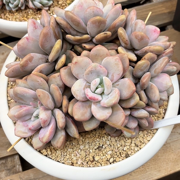 多肉植物，粉兔一颗