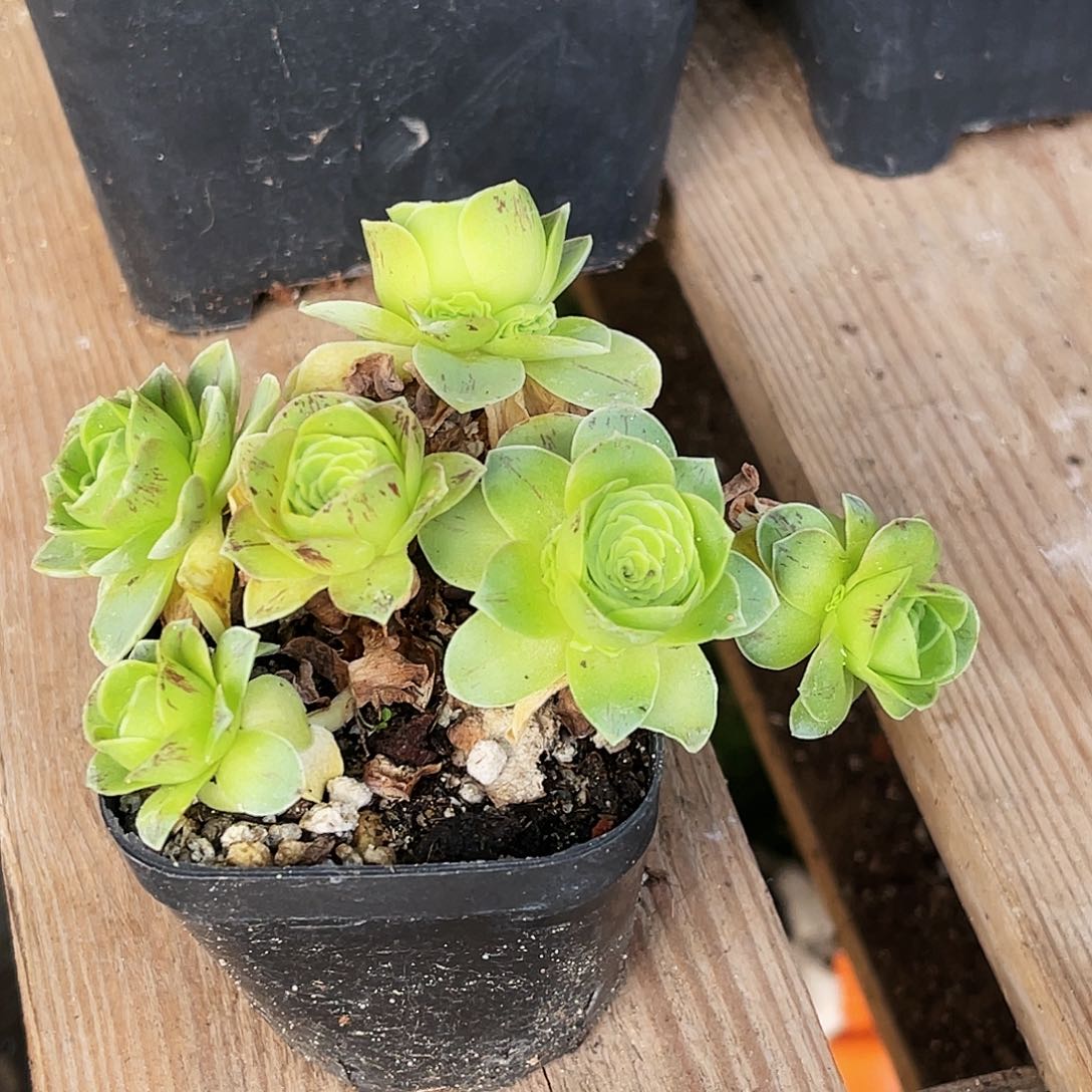 情郎 非偏远包邮 多肉