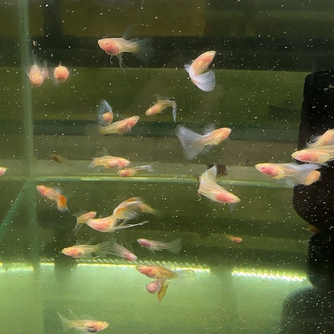 孔雀鱼蓝白玻璃C苗子10条随机