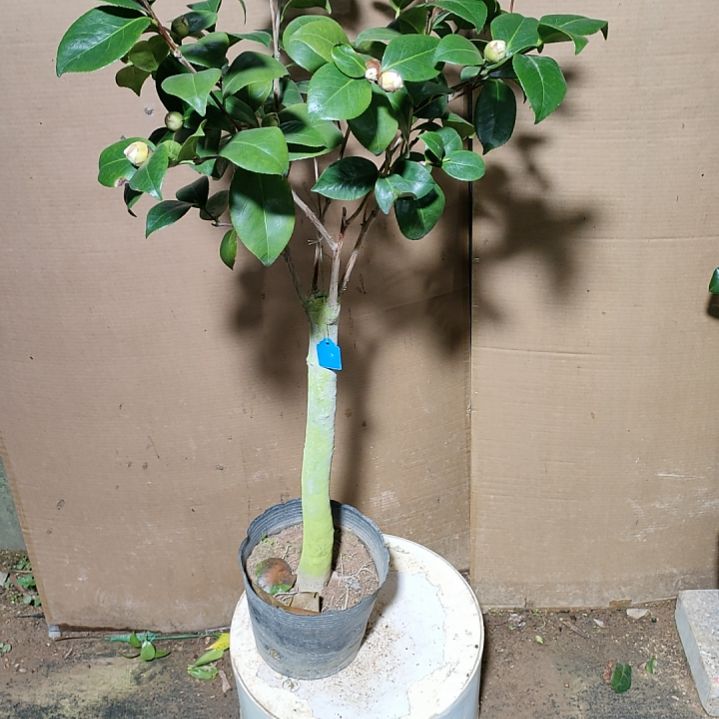 657宽彩带，原盆原土发货，不包邮